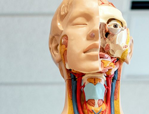 Naturwissenschaften für alle: Wie gemeinsames Lernen trotz unterschiedlicher Voraussetzungen gelingt